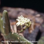 Bolusiella maudiae