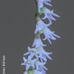 Bolusiella