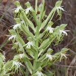 Bonatea boltonii by Lourens Grobler