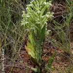 Bonatea boltonii by Lourens Grobler