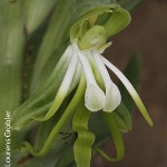 Bonatea boltonii by Lourens Grobler