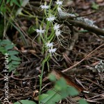 Bonatea polypodantha