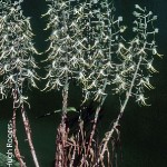 Bonatea saundersioides by Hugh Rogers