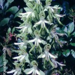 Bonatea speciosa by Karsten Wodrich