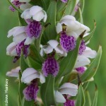 Brachycorythis conica ssp. Transvaalensis by Andrew Hankey