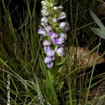 Brachycorythis conica ssp. Transvaalensis by Karsten Woodrich