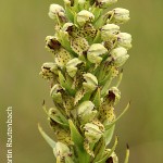 Brachycorythis inhambanensis by Martin Rautenbach