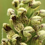 Brachycorythis inhambanensis by Martin Rautenbach