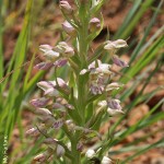 Brachycorythis ovata by Duncan McFarlane