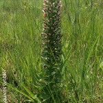 Brachycorythis
