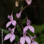 Brownleea caerulea