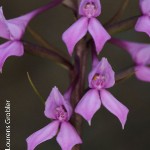 Brownleea graminicola