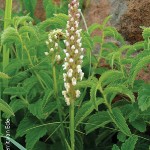 Brownleea parviflora