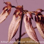 Bulbophyllum longiflorum