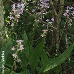 Calanthe sylvatica