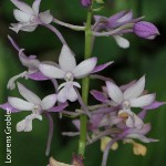 Calanthe