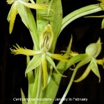 Centrostigma occultans