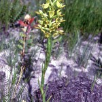 Ceratandra atrata