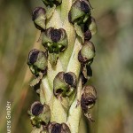 Corycium dracomontanum