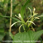 Corymborkis
