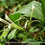 Corymborkis corymbis by Martin Rautenbach