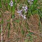 Cynorkis kassneriana