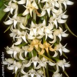Cyrtorchis praetermissa