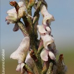 Disa aconitioides by Lourens Grobler 01