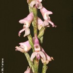 Disa aconitoides by Duncan McFarlane
