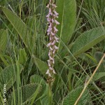 Disa aconitoides by Duncan McFarlane