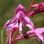 Disa amoena
