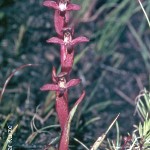 Disa atrorubens