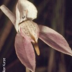 Disa bifida