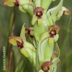 Disa brevicornis