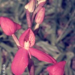Disa a-f