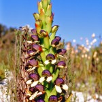 Disa cornuta by Warren Mayers