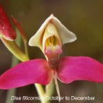 Disa filicornis by Karsten Wodrich