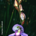 Disa graminifolia