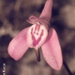 Disa inflexa