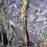 Disa lineate
