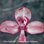 Disa marlothii by Oskar Kurze