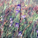 Disa multifida by Karsten Wodrich