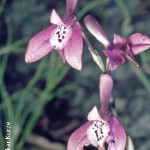 Disa obliqua by Oskar Kurze