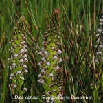 Disa obtusa by Duncan McFarlane