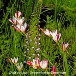 Disa obtusa by Duncan McFarlane