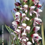 Disa obtusa by Karsten Wodrich