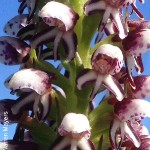 Disa obtusa ssp picta by Warren Mayers 