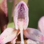 Disa patula by Daniel Koen