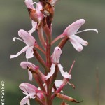 Disa patula var. patula by Gerrit van Ede