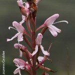 Disa patula